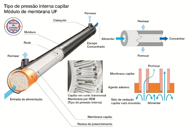 membrane image capillary internal
