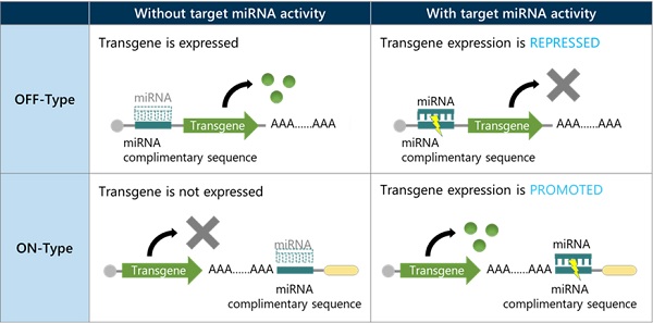 Abbildung 1 Überblick zum RNA-Switch