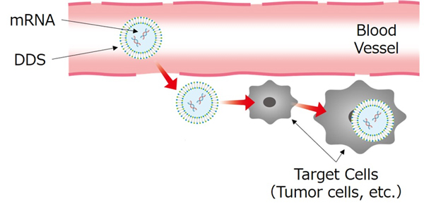 Abbildung 2 Abbildung der Abgabe von mRNA mithilfe der DDS an die Zielzellen