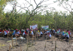 Plantation de mangrove.