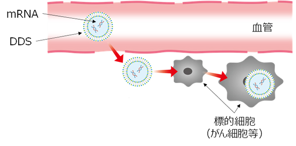 図2　DDSによるmRNAの標的細胞への送達イメージ