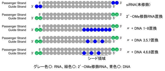 siRNAガイド鎖シード領域におけるDNA置換パターンの比較模式図