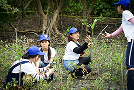 Activities to protect mangroves in Thailand