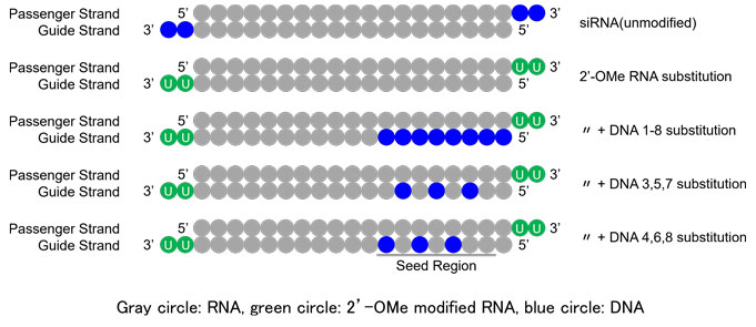 Schematic comparison of DNA substitution patterns in the seed region of the siRNA guide strand
